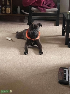 3 year old Pitbull looking for Bitch  Listing Image