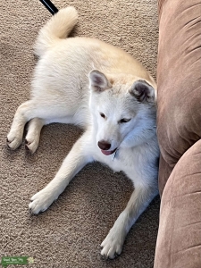 This Foxy Lady Listing Image