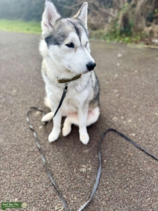 Playful girl looking for first litter Listing Image