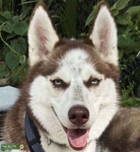 AKC REGISTERED SIBERIAN HUSKY Listing Image