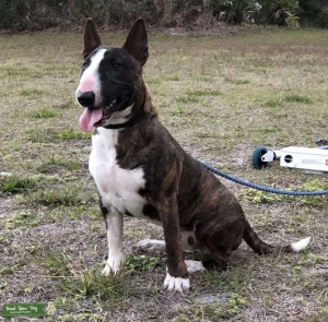 Stud Only to Approved Females Listing Image