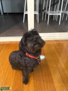 Female Maltese Shih tzu looking for love Listing Image