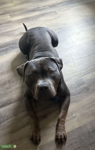 American Bully XL Listing Image