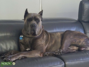 Brindle Cane Corso Stud Listing Image