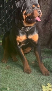 German Rottweiler  Listing Image