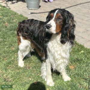 Stud Service available Tri-Color English Springer Spaniel Listing Image