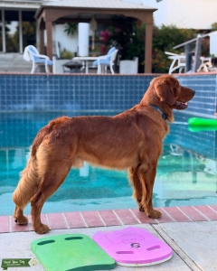 AKC Red Golden Retriever Stud - Proven Listing Image