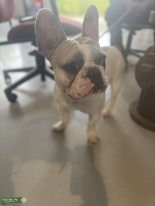 White/tan French Bulldog  Listing Image