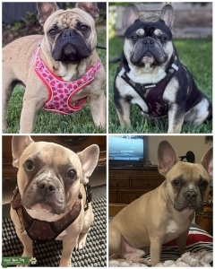 STUD BAE Listing Image