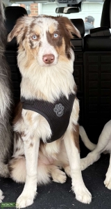 Red Merle Australian Shepard  Listing Image