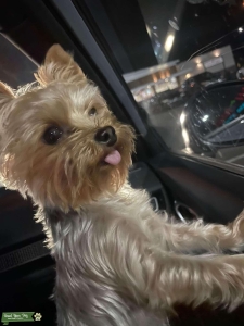 AKC Stud Muffin Yorkshire Terrier Listing Image