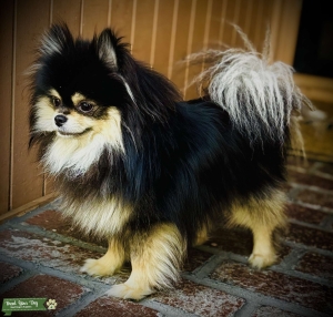 Black and Tan Pomeranian  Listing Image