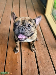 Merle Frenchie Stud Services  Listing Image