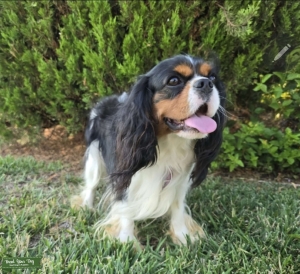 AKC Cavalier King Charles Stud Listing Image