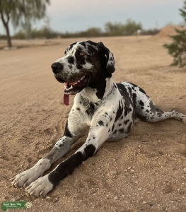 Harlequin Great Dane Listing Image