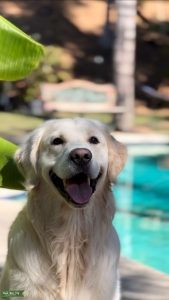AKC English Golden Retriever STUD Listing Image