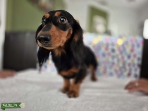 Black and tan miniature dachshund  Listing Image
