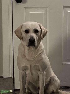 Akc yellow Labrador Retriever  Listing Image