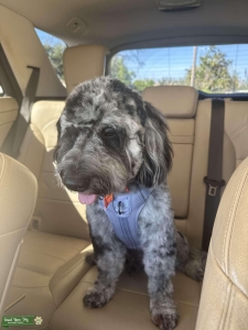 Champion Bloodline Mini Golden Doodle Blue Merle Listing Image
