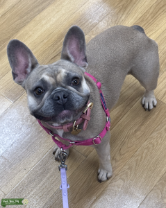 Female Looking For a Stud Listing Image