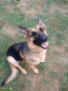 German shepherd  Listing Image
