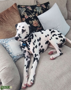 AKC/Gentle/ LUA/ Hearing +/+  Male Listing Image