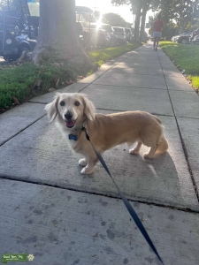 Mini Long Haired Creme Dachshund  Listing Image