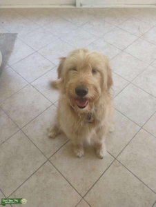 Golden Doodle Looking to have her first litter Listing Image