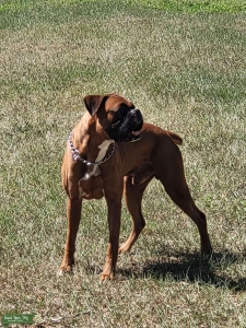 AKC Boxer For Stud Listing Image