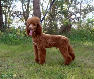 Akc Poodle brown based red hidden phantom Listing Image
