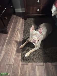 XL Bully Queen Seeking King ???? Stud Wanted Listing Image