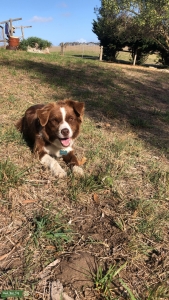 Border Collie Female Listing Image