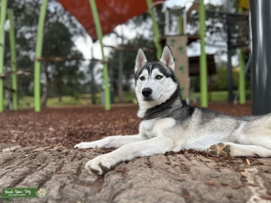 Siberian Husky Stud Listing Image