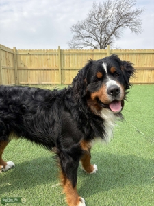 Bernese Mountain Dog Stud Listing Image
