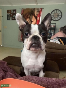 Stud looking to breed  Listing Image