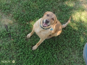 115 lb therapy dog, athletic, AKC Listing Image