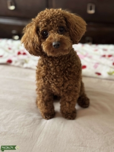 Tiny Toy poodle Stud Listing Image