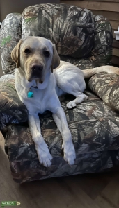 AKC Labrador Retriever Listing Image