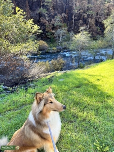 Female Collie looking to breed Listing Image