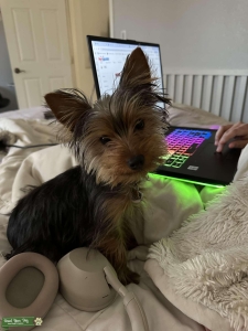 AKC & Embark Yorkshire Terrier Listing Image