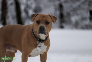 Handsome stud looking for his female  Listing Image