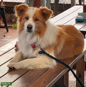 Stud Dog Listing Image