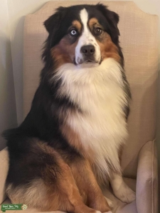 AKC Australian Shepherd Stud Listing Image
