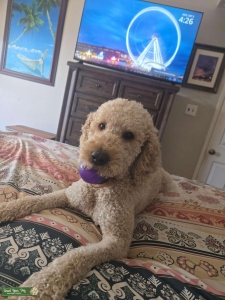 Handsome Boy Listing Image