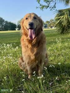 AKC Golden Retriever Stud – Healthy & Proven Bloodline Listing Image