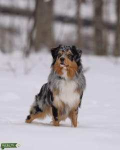 Blue Merle Stud in Maryland Listing Image