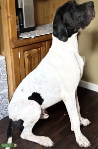 AKC Harlequin Stud Listing Image