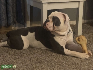Beautiful Blue\White Old English Bulldogge for Stud  Listing Image