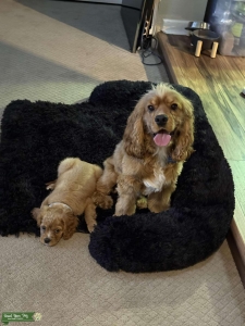Cocker spaniel  Listing Image