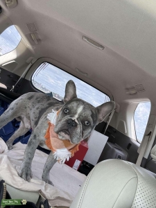 Handsome AKC Merle French Bulldog Listing Image